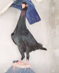 Black Danish, Danish kabootar, Danish pigeon,Danish kabutr