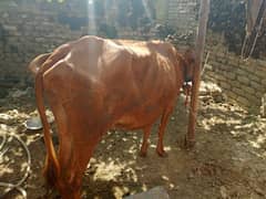 pure jurrsee cow for sale
