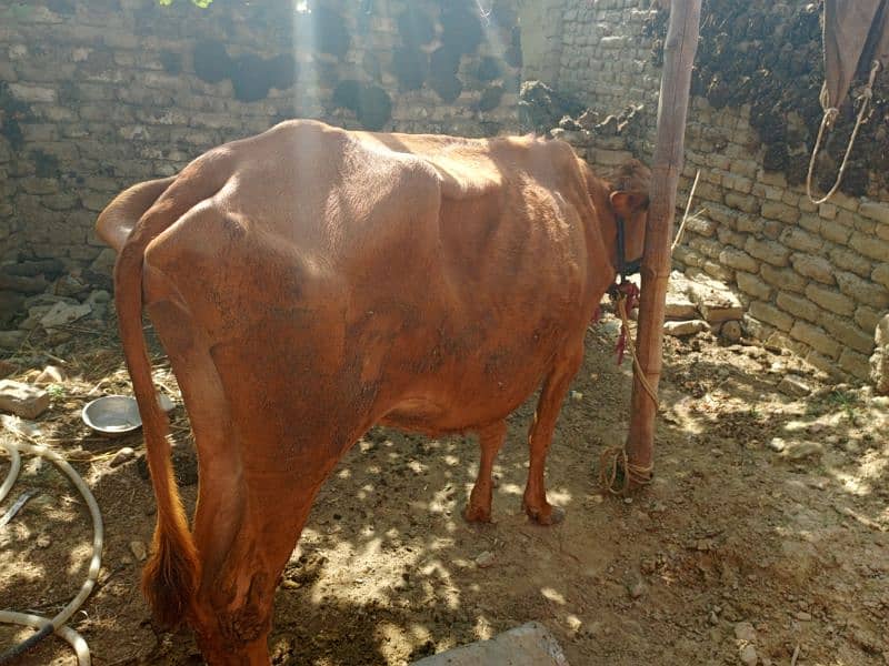 pure jurrsee cow for sale 0
