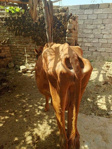 pure jurrsee cow for sale 3