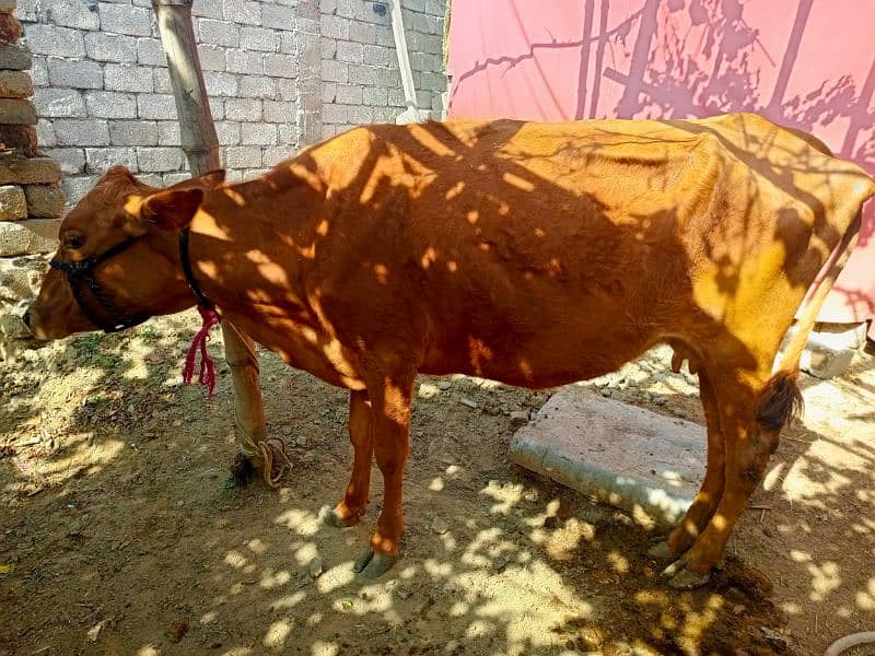 pure jurrsee cow for sale 7