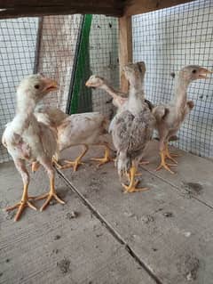 7 Aseel chicks  available for sale /--