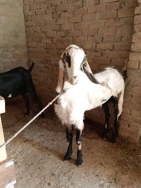 Two goats available in best price 3