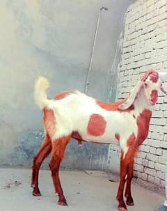 Goats for qurbani 2024