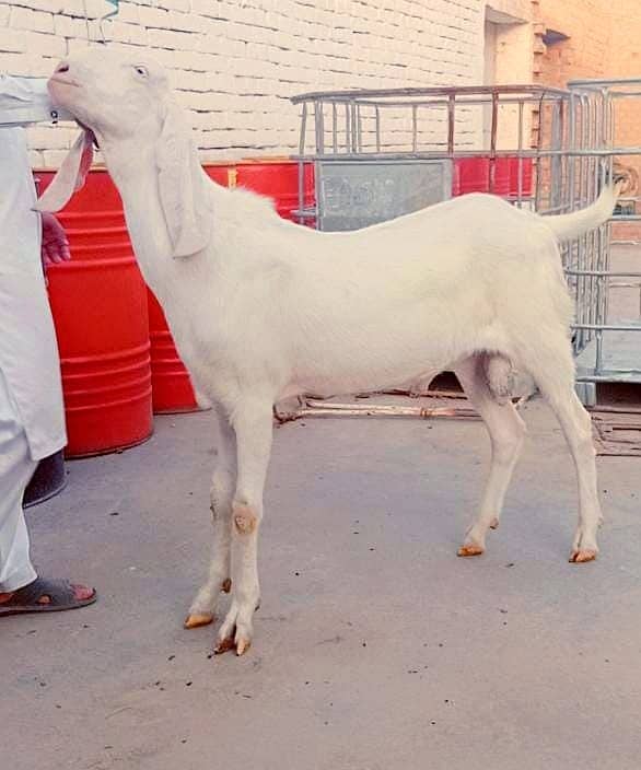 Goats for qurbani 2024 1