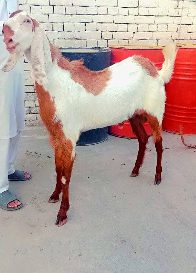 Goats for qurbani 2024 2