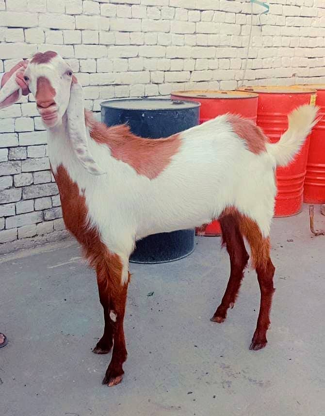 Goats for qurbani 2024 4