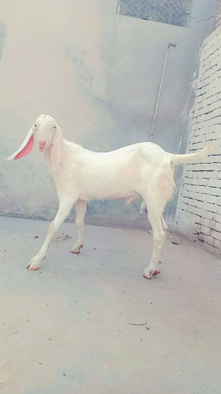 Goats for qurbani 2024 7