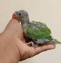 Green Ringneck parrot (desi mitthu) chicks 0