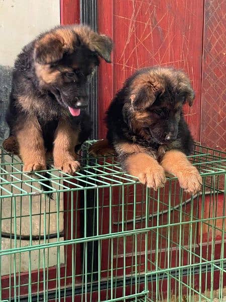 German shepherd puppies available for sale 1