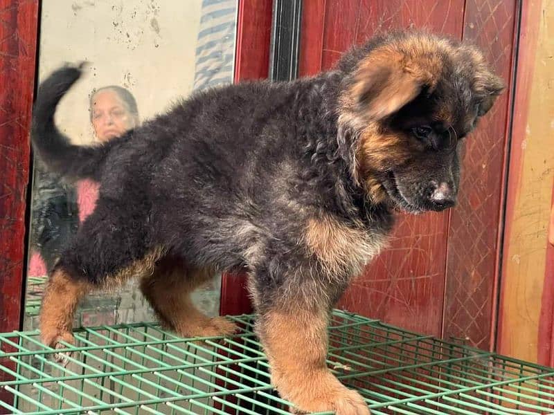 German shepherd puppies available for sale 2