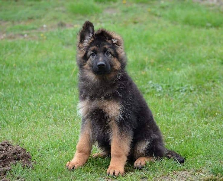 German shepherd puppies available for sale 3