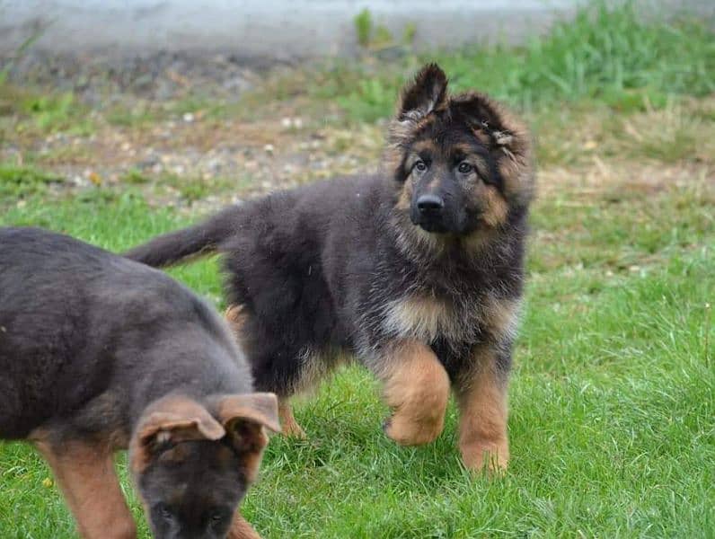 German shepherd puppies available for sale 4