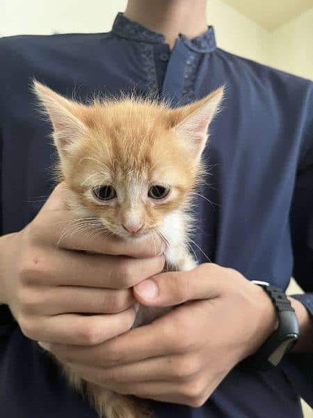 Persian Triple and Double Coat Kitten (1 month) For Sale 2