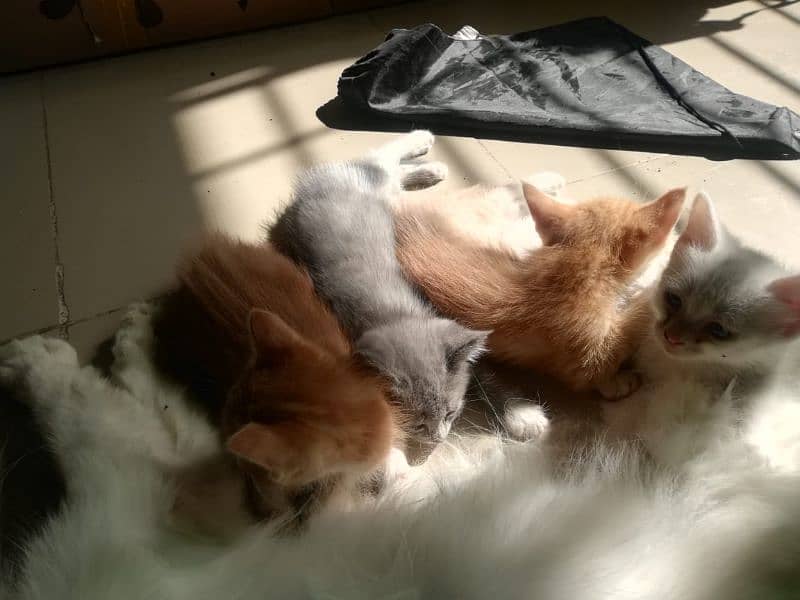 Persian Triple and Double Coat Kitten (1 month) For Sale 3