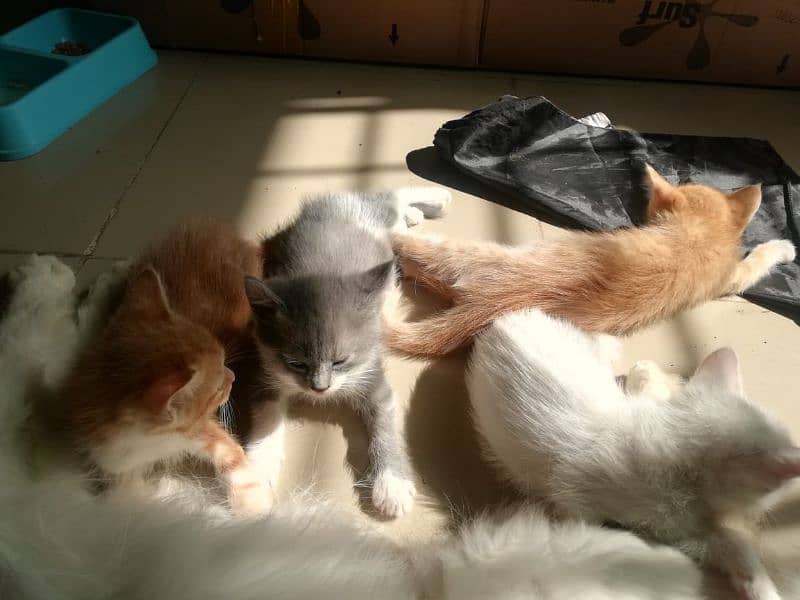 Persian Triple and Double Coat Kitten (1 month) For Sale 4