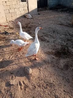 Chicks of long nack ducks bari batah ky bachy