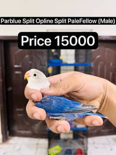 Parblue/Opline/PaleFellow