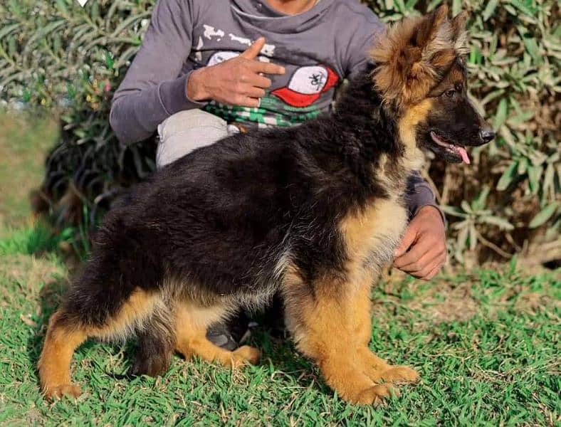 German shepherd puppies available for sale 3
