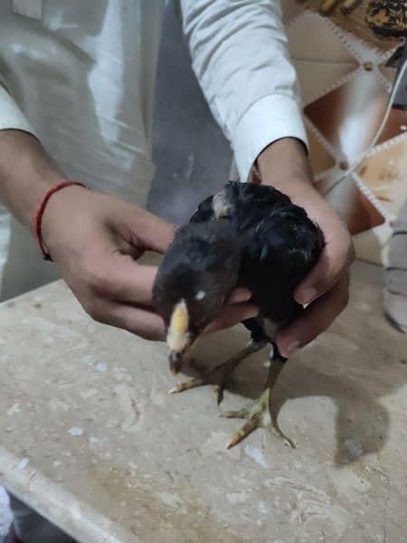 High Quality aseel chicks for sell 1