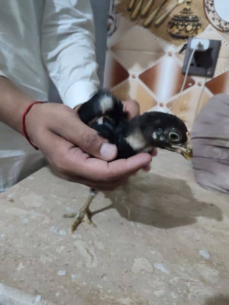 High Quality aseel chicks for sell 3