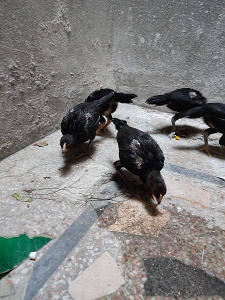 High Quality aseel chicks for sell 4