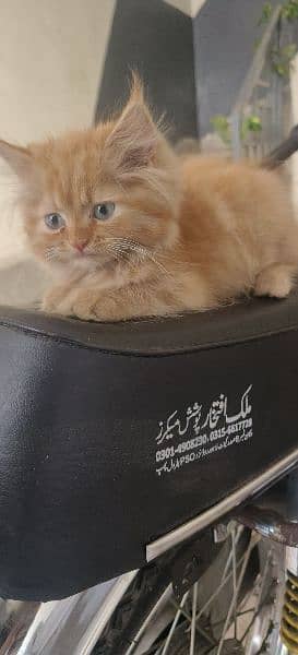 Persian kitten 6