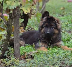 German shepherd male puppy available for sale