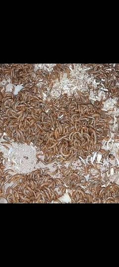 live Mealworms 3/peic