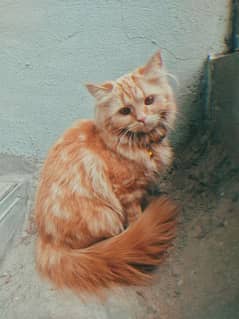 Brown Color Persian Cat