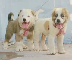 Alabai Dog Pair | Security Dog | King Alabai Dog For Sale 0