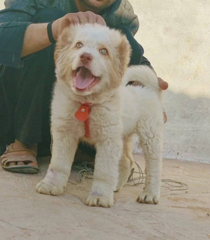 Alabai Dog Pair | Security Dog | King Alabai Dog For Sale 1
