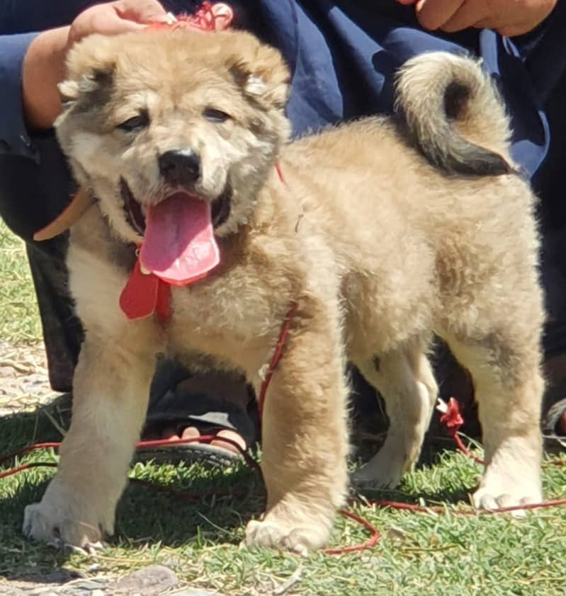 Alabai Dog Pair | Security Dog | King Alabai Dog For Sale 3