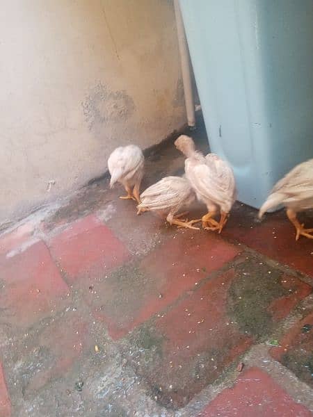 1 murga 2 murgi or 16 chicks white 2