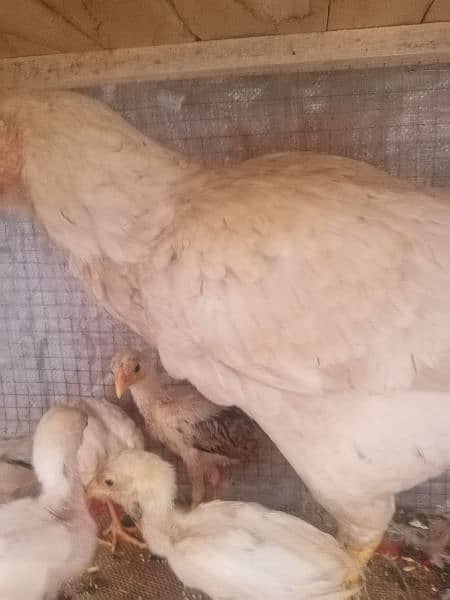 1 murga 2 murgi or 16 chicks white 3