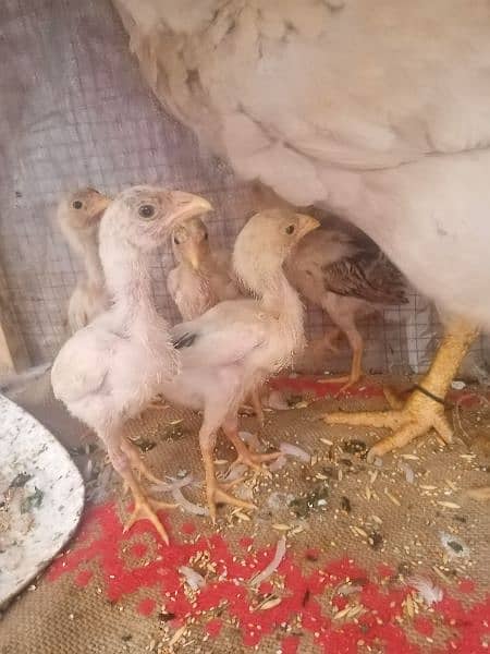 1 murga 2 murgi or 16 chicks white 4