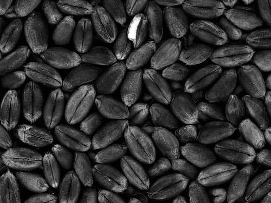 Rare Black Wheat - Rich in Flavor and Nutrition! 2