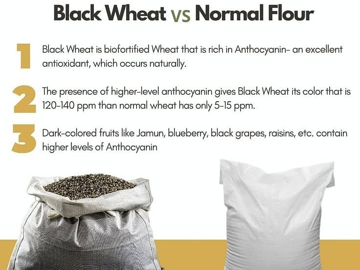 Rare Black Wheat - Rich in Flavor and Nutrition! 3