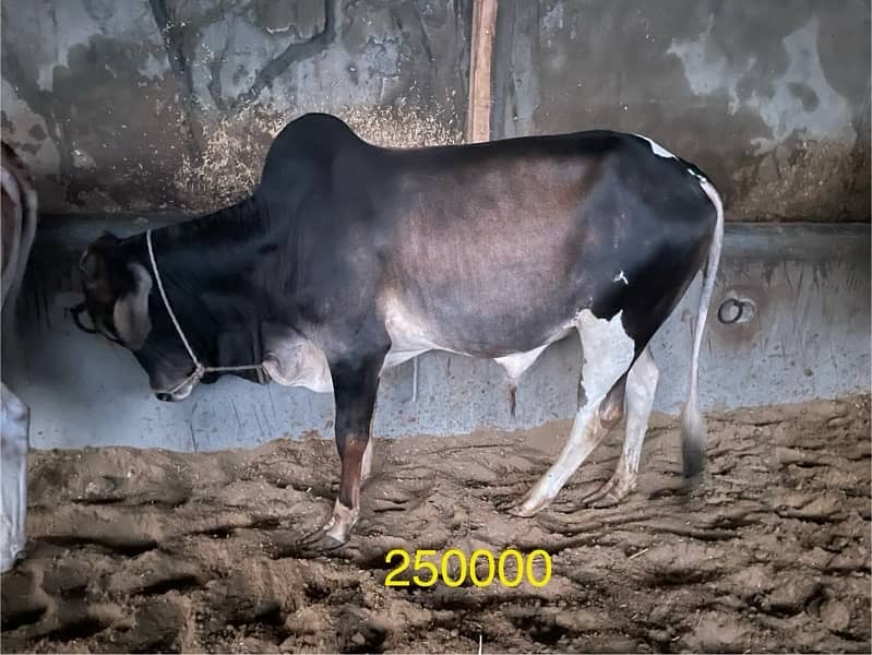 Qurbani Cows for sale 4