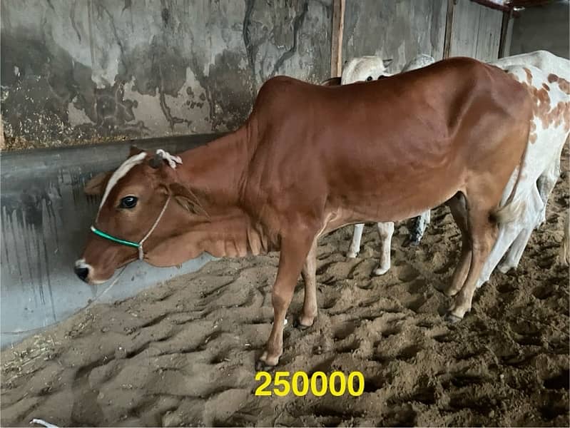 Qurbani Cows for sale 6