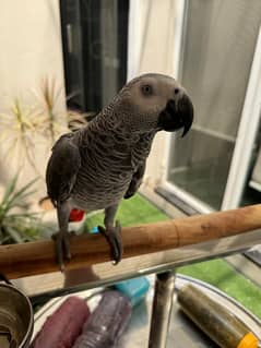 Talking Female (DNA) Congo African Grey Parrot Full Hand-Tamed