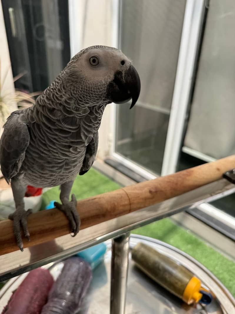 Talking Female (DNA) Congo African Grey Parrot Full Hand-Tamed 1