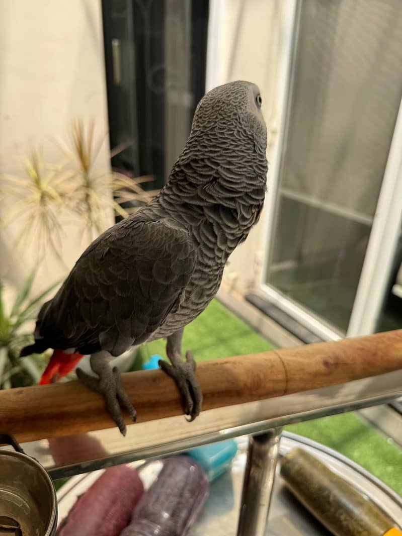 Talking Female (DNA) Congo African Grey Parrot Full Hand-Tamed 2