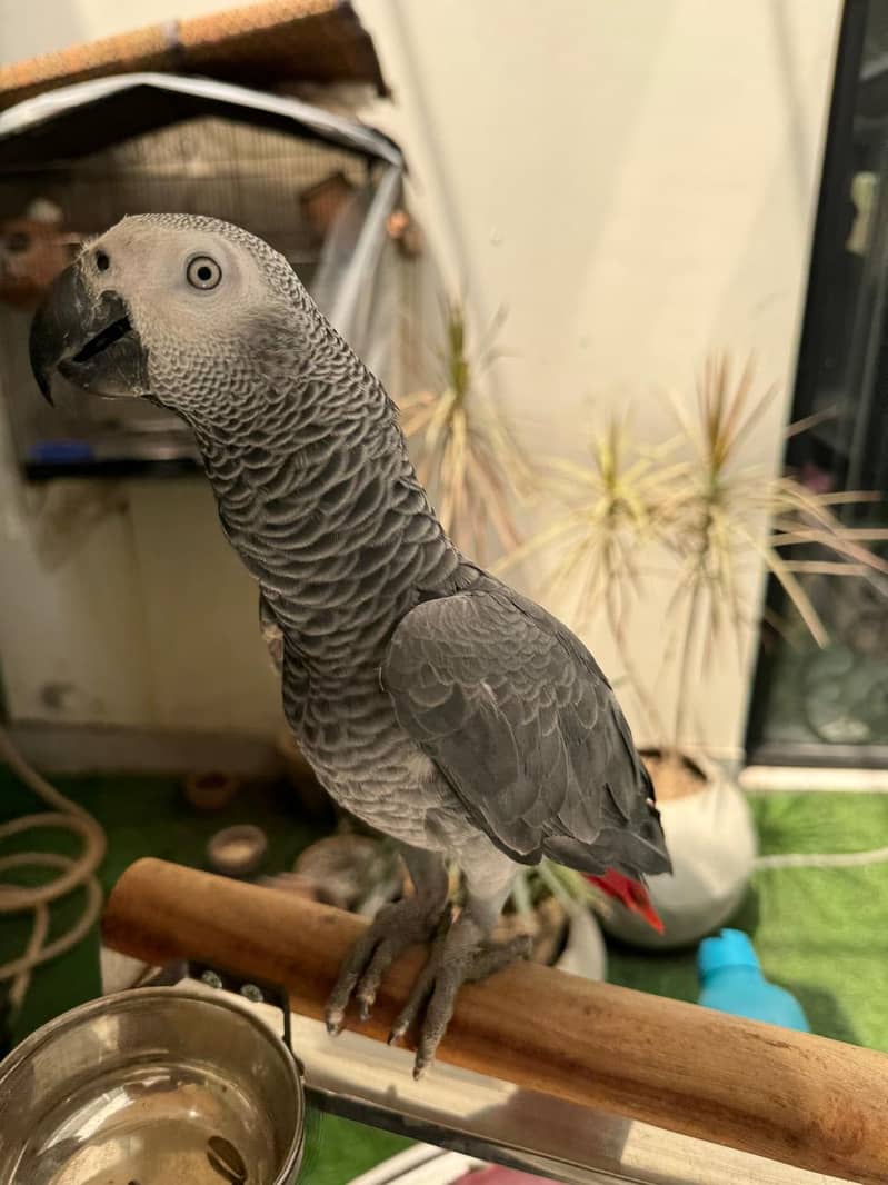 Talking Female (DNA) Congo African Grey Parrot Full Hand-Tamed 3