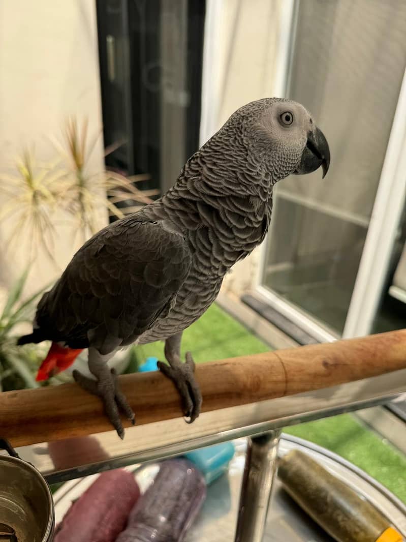 Talking Female (DNA) Congo African Grey Parrot Full Hand-Tamed 4