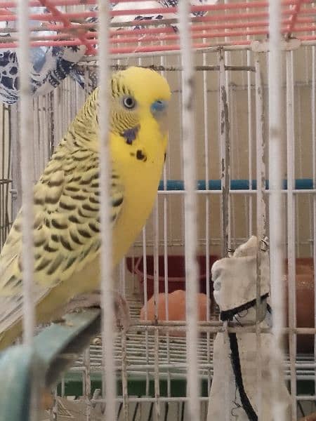 Budgie king size 0