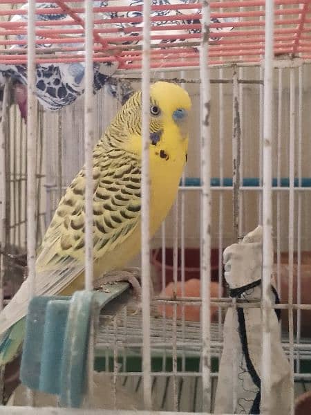 Budgie king size 1