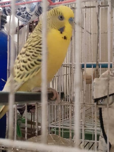 Budgie king size 2