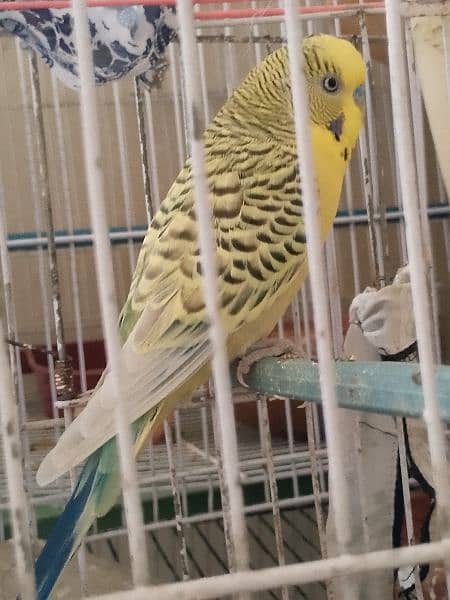 Budgie king size 3