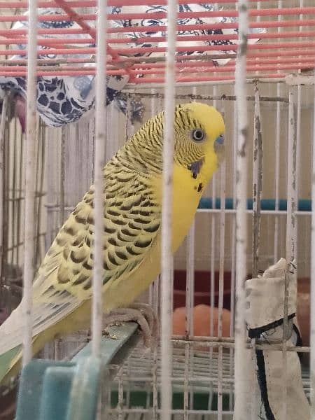 Budgie king size 4